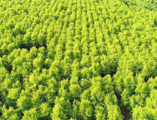 中海裝飾公司圖片